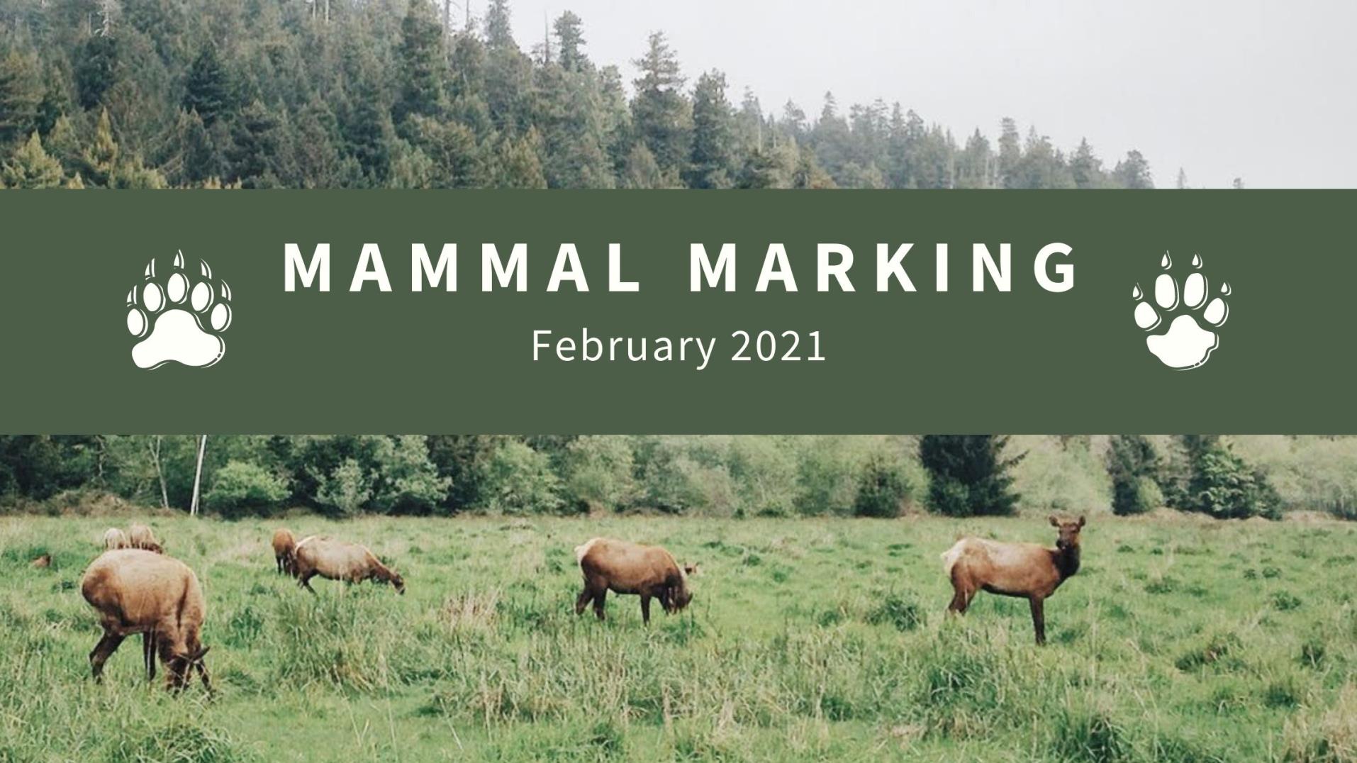 Mammal Banner