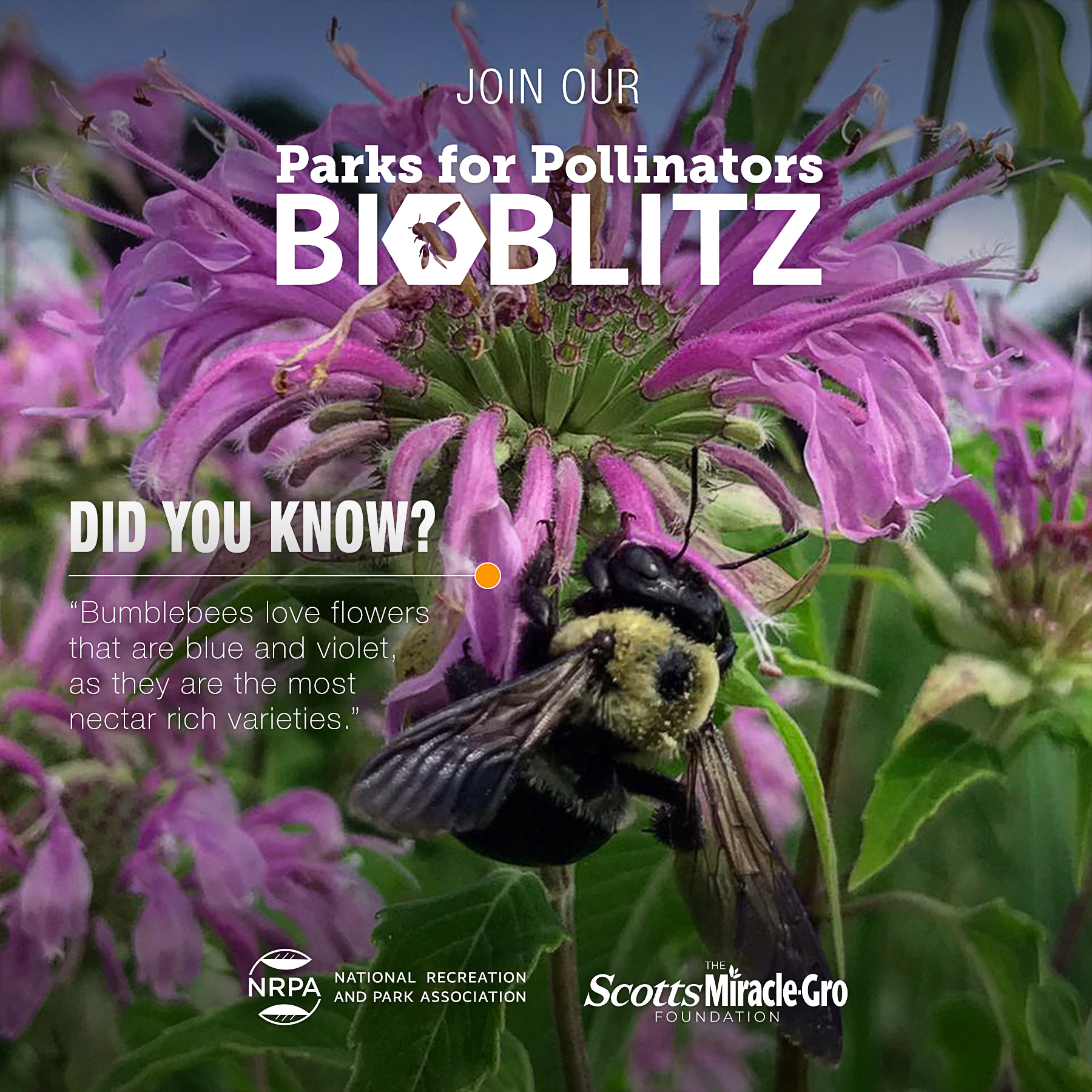 bioblitz-bumblebee-2