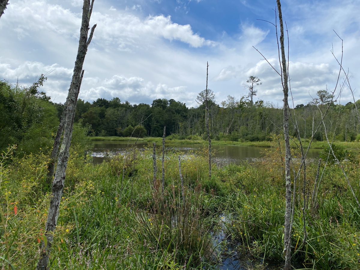 Swift Creek Wetlands