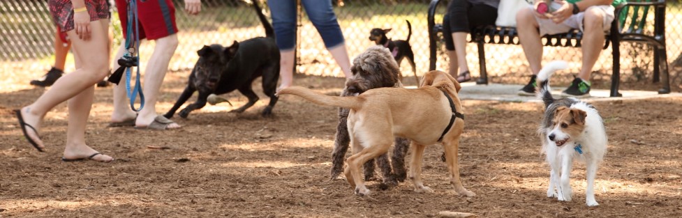 Dog Park 625 x 200