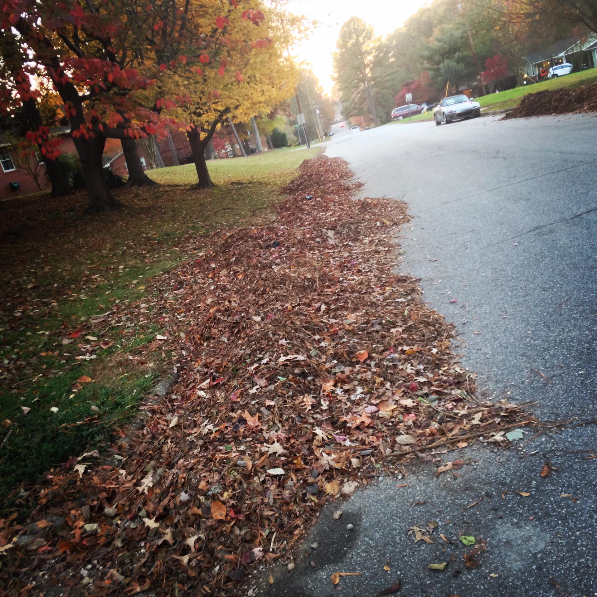 fall leaf collection