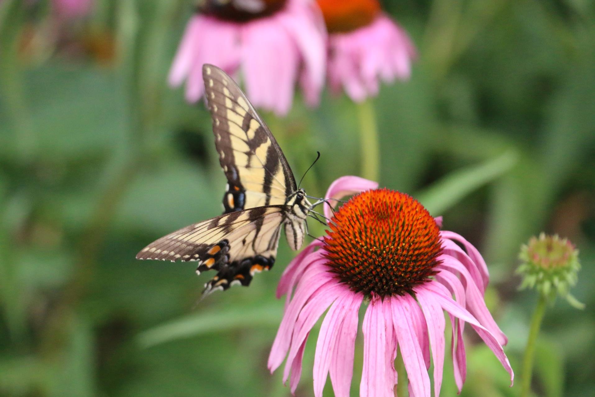 WDP butterfly_pollinators