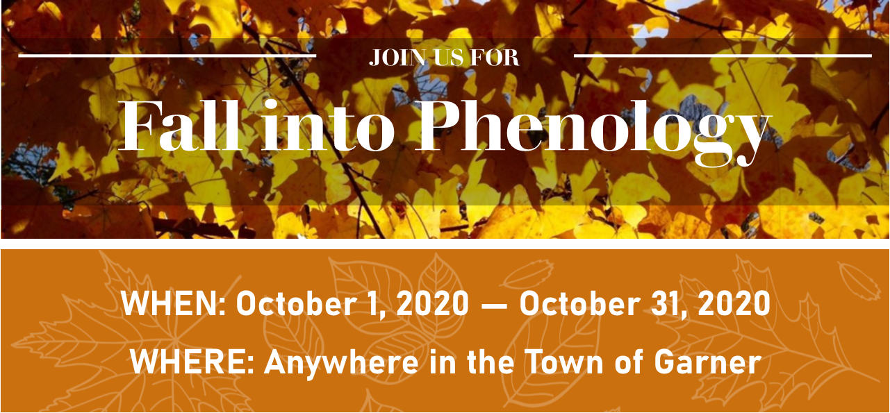 Phenology Banner